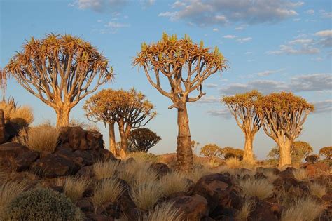 Quiver Tree Forest, Namibia | Amusing Planet