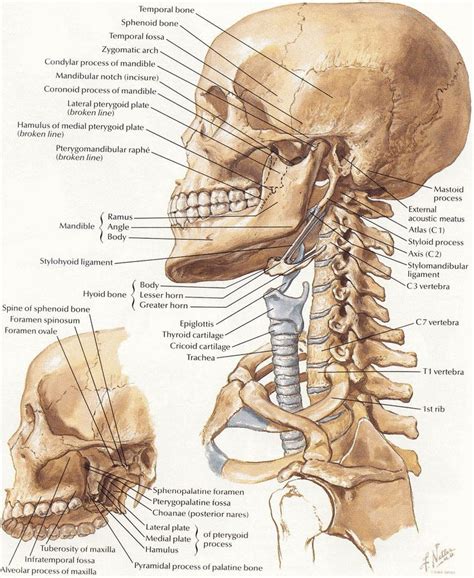 Netter 009 head neck bones | Учащиеся медучилища, Анатомия человека ...