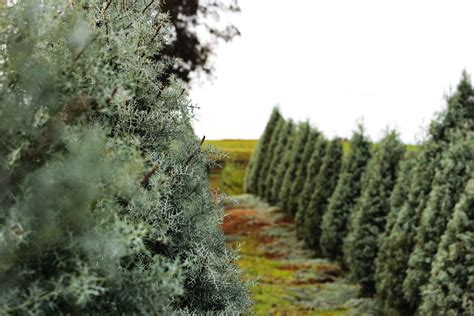 Best Christmas Tree Farm Near Me, in Every State - Parade