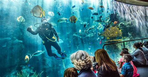 AQUARIUM OF THE PACIFIC | Visit Long Beach