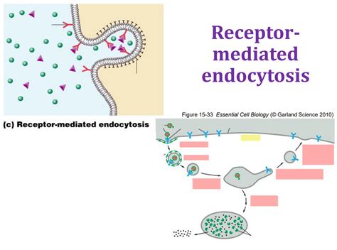 Receptor-mediated endocytosis Diagram | Quizlet