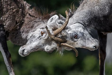 Announcing the winners of the 2020 Canadian Wildlife Photography of the ...