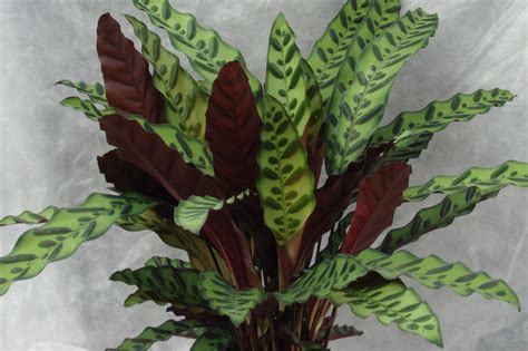 Calathea 'Insignis' - Denis Plants