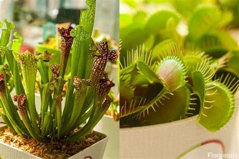 Growing and Caring for Carnivorous Plants | Florgeous