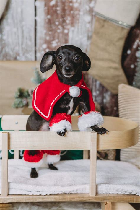 My dogs Christmas photo shoot. : aww