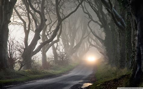 Fondos de pantalla : luz de sol, Árboles, bosque, naturaleza, coche, la carretera, rama, Mañana ...