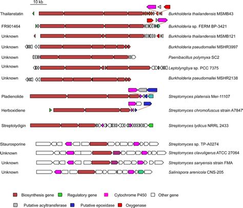 Pattern-based genome mining of homologous gene clusters of spliceosome ...