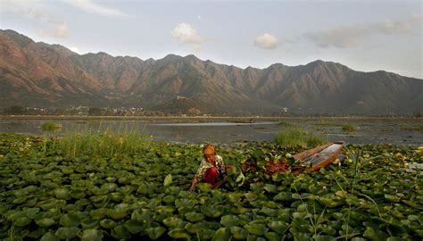 A Kashmiri woman removes lotus leaves from the water of Dal Lake in ...