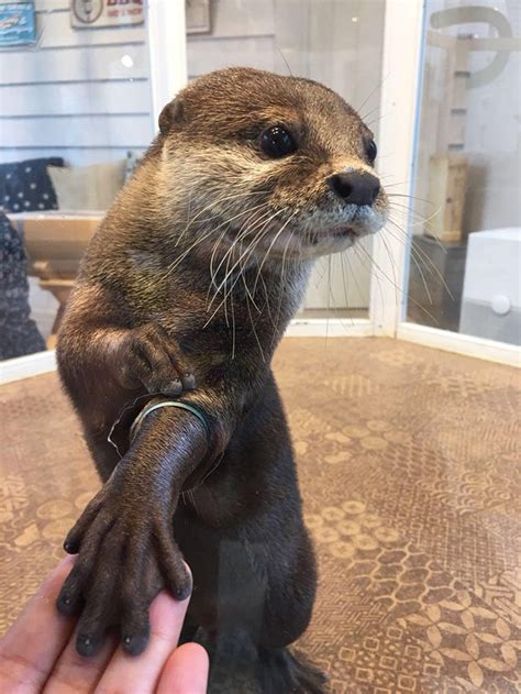 These Encounters Allow People To Hold Hands With Otters