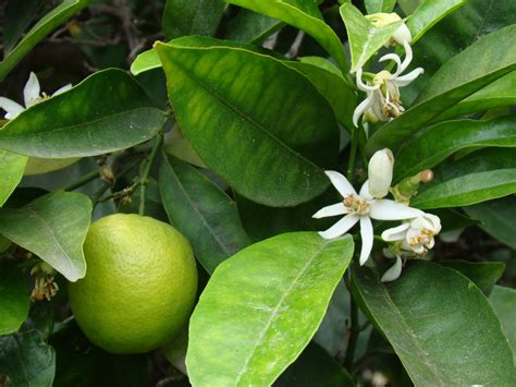 Blood Orange Tree - Fruit and Blossoms