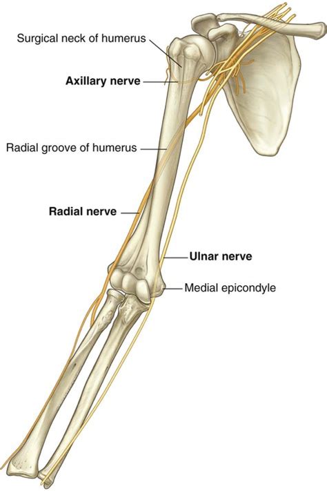 Humerus Fracture Axillary Nerve