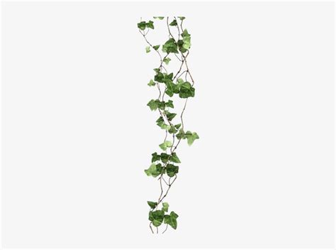 Kudzu Project - Transparent Background Vine Png PNG Image | Transparent PNG Free Download on SeekPNG