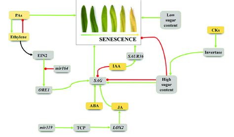 Signalling pathways leading to the onset of leaf senescence. Note ...