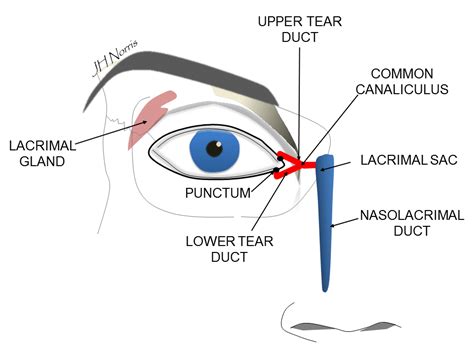 Watery eye (epiphora) - Jonathan Norris