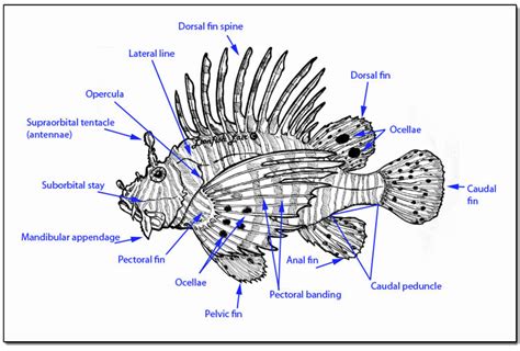 Morphology - Belize Lionfish Project