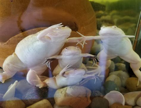 My albino African Clawed Frogs. : r/frogs