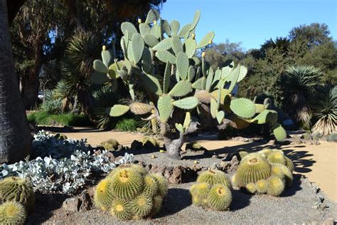 Arizona Cactus Garden