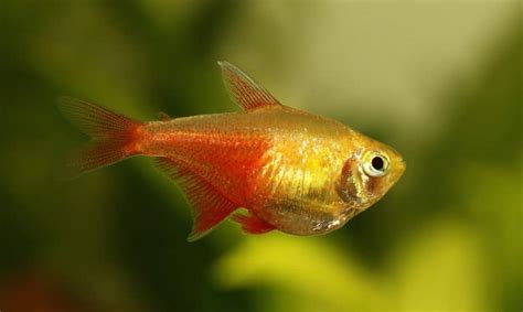 Flame Tetra (Hyphessobrycon flammeus): Ultimate Care Guide - Fish Laboratory