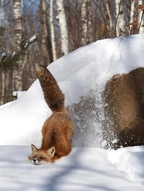 14 Images Of Snowy Animals In Winter That Will Delight You