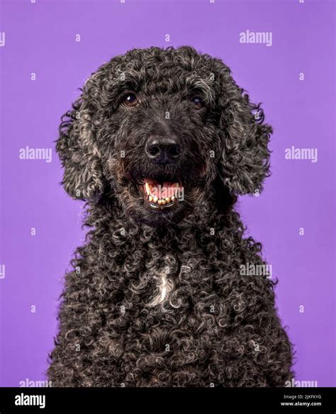 A beautiful black Labradoodle dog, photographed in a studio and looking towards the camera ...