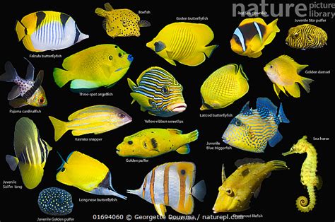 Stock photo of Yellow tropical reef fish composite image on black ...