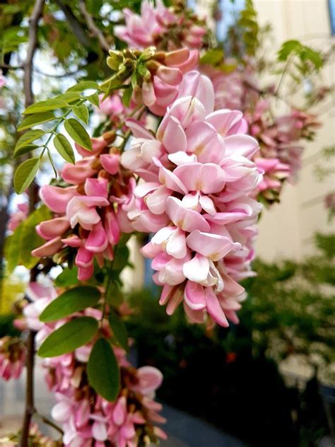 Robinia Trees, Garden, Flowers, Plants, Beautiful, Garten, Tree Structure, Lawn And Garden, Gardens