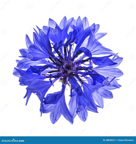 Blue cornflower flower stock image. Image of shot, single - 38838221