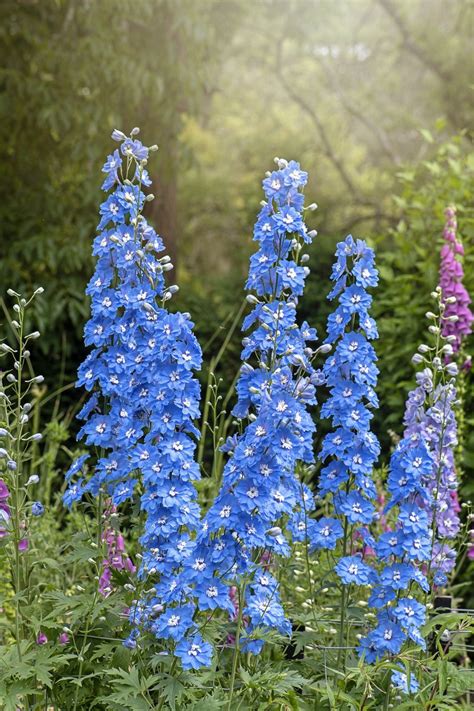 These Are the Best Blue Flowers for Adding the Spectacular (and Rare ...