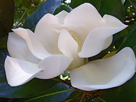 Mississippi State Flower– Southern Magnolia Pictures