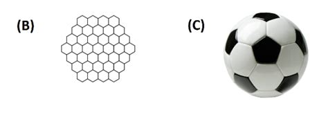 Solved In the following picture (B) and (C), please identify | Chegg.com | Chegg.com