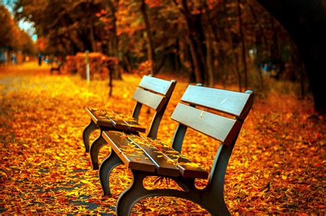 Free picture: bench, autumn, park