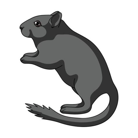 Best Gerbil Illustrations, Royalty-Free Vector Graphics & Clip Art - iStock