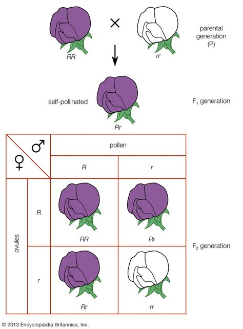 Gregor Mendel - Genetics, Peas, Experiments | Britannica