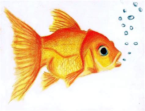 Cute Goldfish by Oil-Bac on DeviantArt