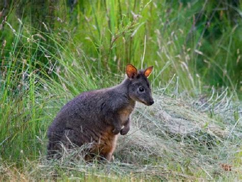 Pademelon - Facts, Size, Diet, Pictures - All Animal Facts