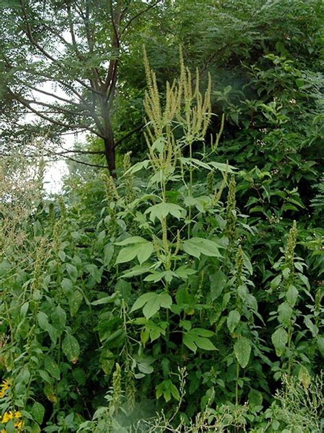 Ambrosia trifida (giant ragweed): Go Botany