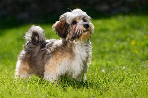 How to Potty Train a Havanese: 6 Steps & FAQs | Hepper