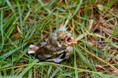 It’s Baby Bird Time! What Do You Do? Save Animals, Baby Chicks, Baby Time, Bird Nest, Animals ...