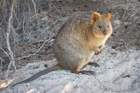 Quokka Facts for Kids