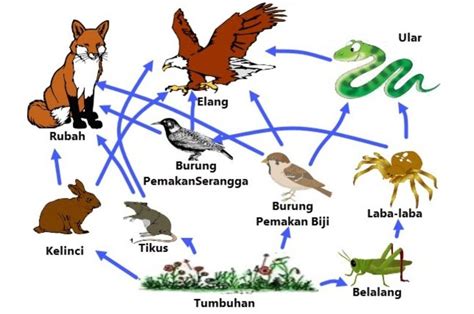 Rantai makanan padang rumput | Augusta