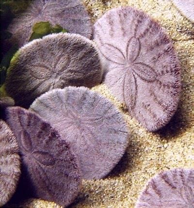 Sand dollar~If the Sand dollar is purple it is alive. | Sea shells ...