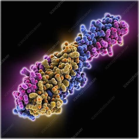 Ebola virus glycoprotein - Stock Image - C014/9946 - Science Photo Library