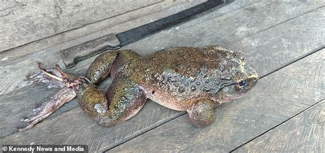 Villagers stunned after finding a frog 'as big as human BABY (photos ...