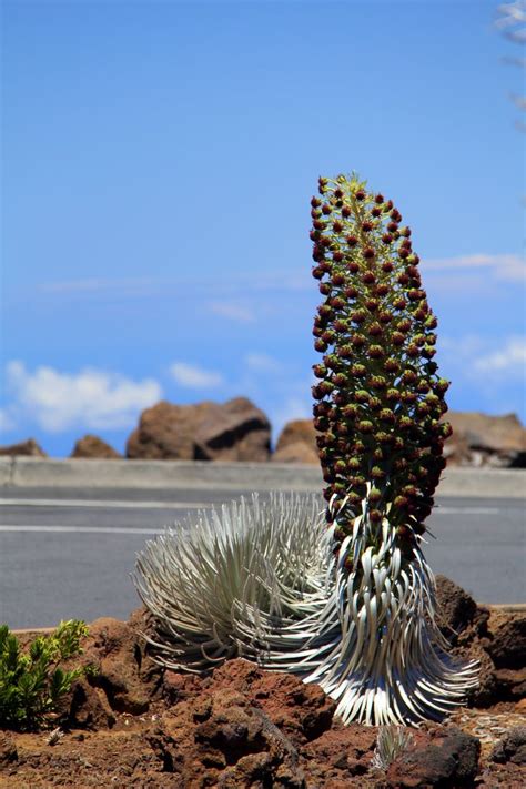 Silversword, a rare plant found in Haleakala National Park | My Hawaii | Pinterest | Parks ...