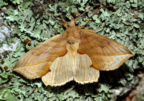 Vampire Moth – Identification, Life Cycle, Facts & Pictures