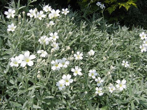 Snow In Summer (Cerastium tomentosum) Plug Flat – MOONSHINE DESIGNS NURSERY