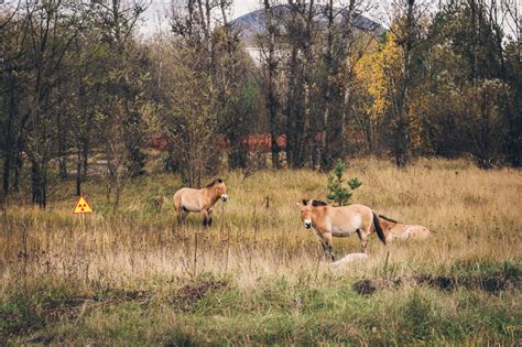 How The Animals Of Chernobyl Thrive In The Radioactive Red Forest