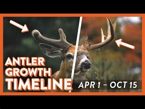 Deer Antler Growth Chart By Year