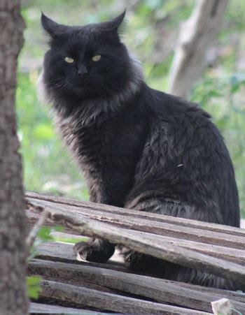 Last ones out: wild animal sanctuary’s feral cats finally find new ...