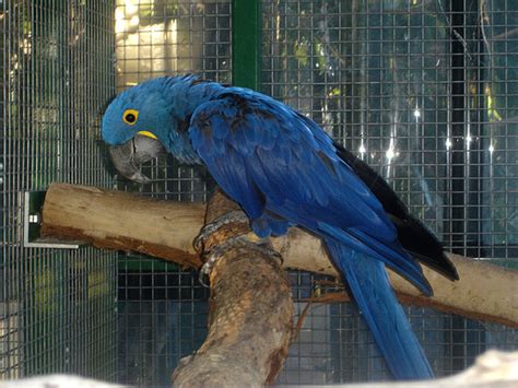 Free South American Parrots Stock Photo - FreeImages.com